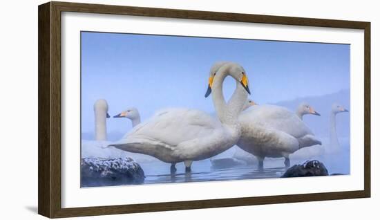 Whooper swans, Hokkaido, Japan-Art Wolfe Wolfe-Framed Photographic Print