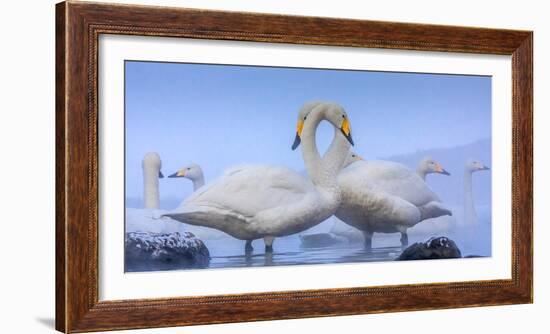 Whooper swans, Hokkaido, Japan-Art Wolfe Wolfe-Framed Photographic Print