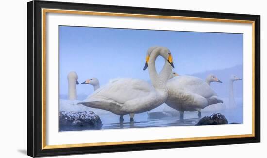 Whooper swans, Hokkaido, Japan-Art Wolfe Wolfe-Framed Photographic Print