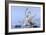 Whooper swans, Hokkaido, Japan-Art Wolfe Wolfe-Framed Photographic Print