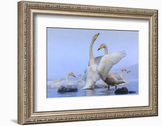 Whooper swans, Hokkaido, Japan-Art Wolfe Wolfe-Framed Photographic Print