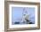 Whooper swans, Hokkaido, Japan-Art Wolfe Wolfe-Framed Photographic Print