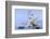 Whooper swans, Hokkaido, Japan-Art Wolfe Wolfe-Framed Photographic Print