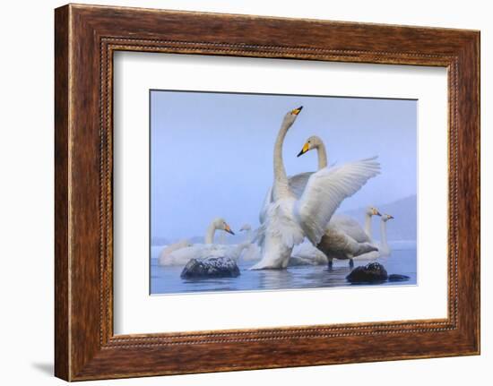 Whooper swans, Hokkaido, Japan-Art Wolfe Wolfe-Framed Photographic Print