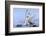 Whooper swans, Hokkaido, Japan-Art Wolfe Wolfe-Framed Photographic Print