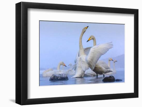 Whooper swans, Hokkaido, Japan-Art Wolfe Wolfe-Framed Photographic Print