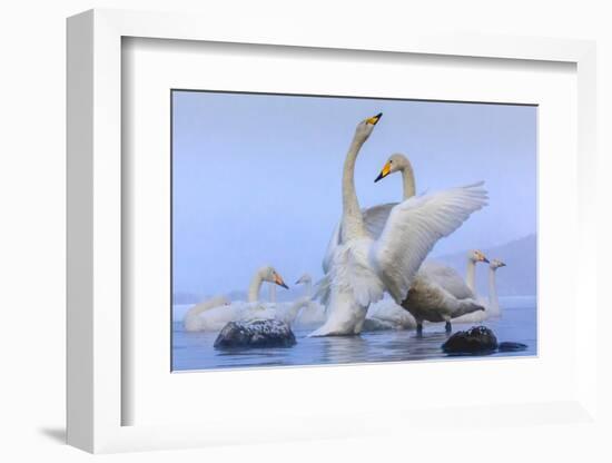 Whooper swans, Hokkaido, Japan-Art Wolfe Wolfe-Framed Photographic Print