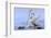 Whooper swans, Hokkaido, Japan-Art Wolfe Wolfe-Framed Photographic Print