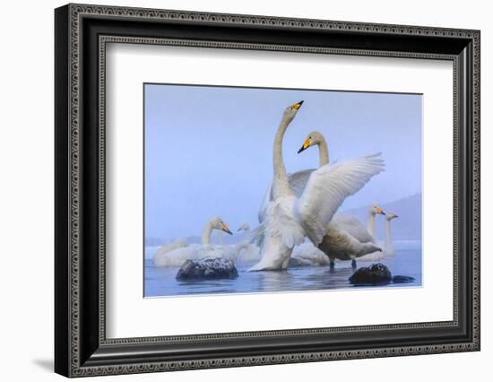 Whooper swans, Hokkaido, Japan-Art Wolfe Wolfe-Framed Photographic Print