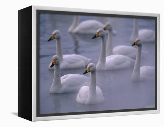 Whooper Swans in Water-null-Framed Premier Image Canvas