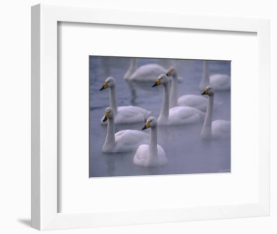 Whooper Swans in Water-null-Framed Photographic Print