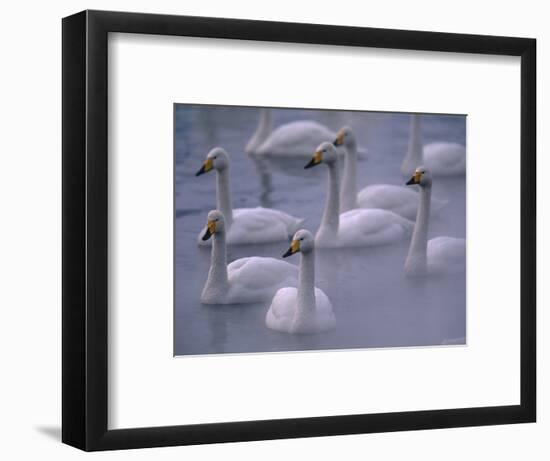 Whooper Swans in Water-null-Framed Photographic Print