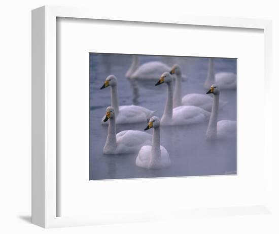 Whooper Swans in Water-null-Framed Photographic Print