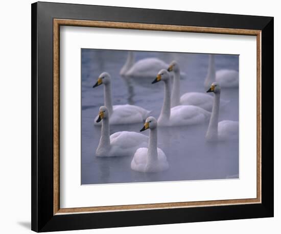 Whooper Swans in Water-null-Framed Photographic Print