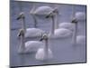 Whooper Swans in Water-null-Mounted Photographic Print