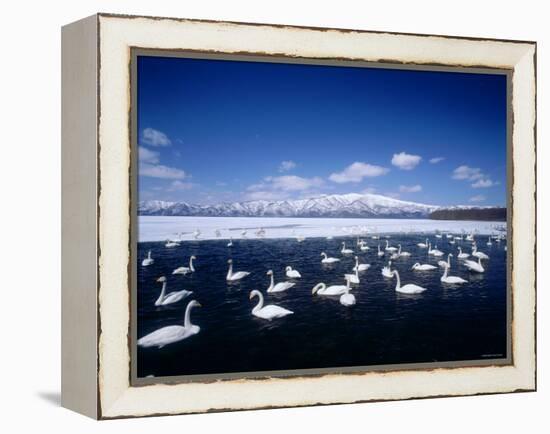 Whooper Swans, Lake Kussharo, Hokkaido, Japan-null-Framed Premier Image Canvas