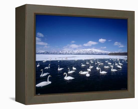 Whooper Swans, Lake Kussharo, Hokkaido, Japan-null-Framed Premier Image Canvas