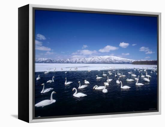 Whooper Swans, Lake Kussharo, Hokkaido, Japan-null-Framed Premier Image Canvas