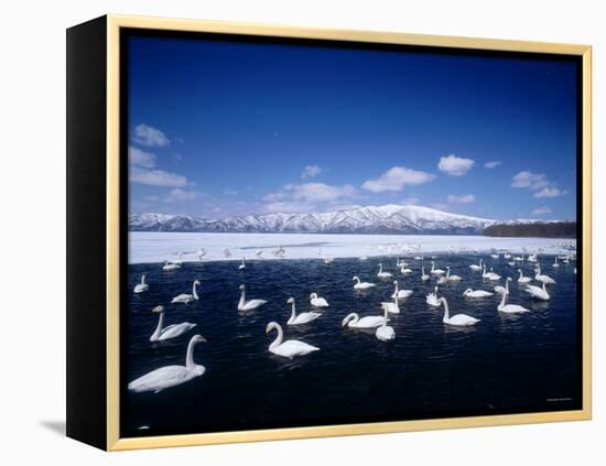Whooper Swans, Lake Kussharo, Hokkaido, Japan-null-Framed Premier Image Canvas