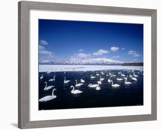 Whooper Swans, Lake Kussharo, Hokkaido, Japan-null-Framed Photographic Print