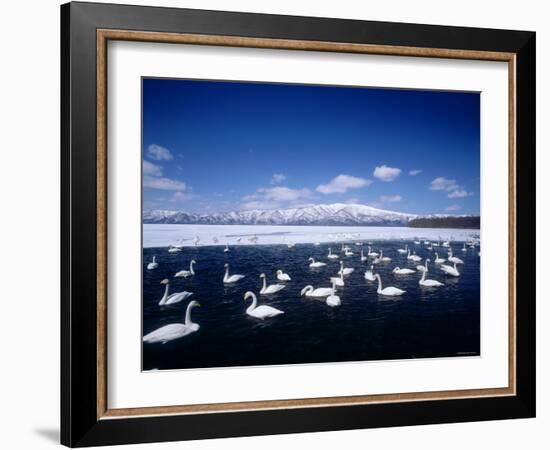 Whooper Swans, Lake Kussharo, Hokkaido, Japan-null-Framed Photographic Print