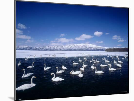 Whooper Swans, Lake Kussharo, Hokkaido, Japan-null-Mounted Photographic Print