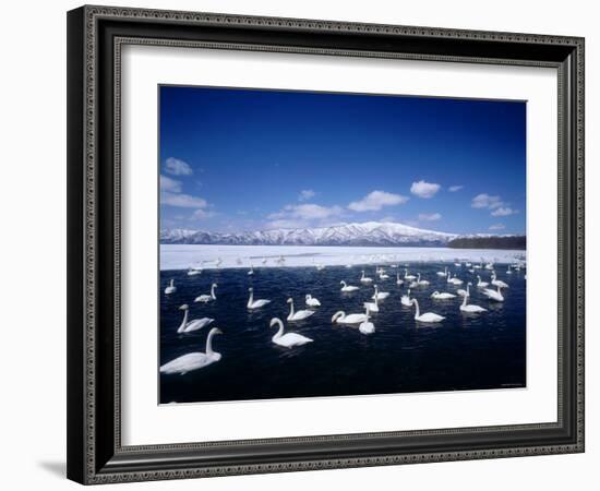 Whooper Swans, Lake Kussharo, Hokkaido, Japan-null-Framed Photographic Print