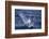 Whooper Swans Landing in Water-DLILLC-Framed Photographic Print