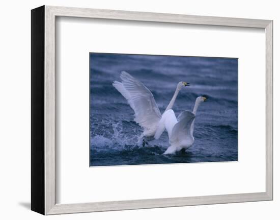 Whooper Swans Landing in Water-DLILLC-Framed Photographic Print