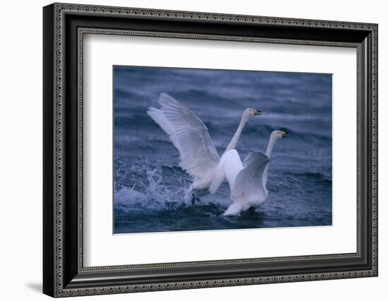 Whooper Swans Landing in Water-DLILLC-Framed Photographic Print