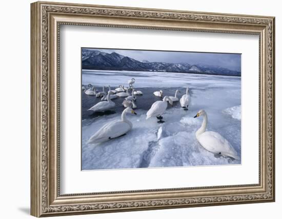 Whooper Swans on Frozen Lake-DLILLC-Framed Photographic Print