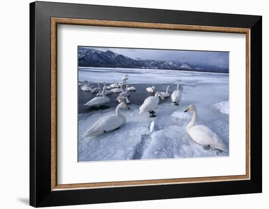 Whooper Swans on Frozen Lake-DLILLC-Framed Photographic Print