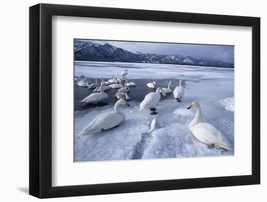 Whooper Swans on Frozen Lake-DLILLC-Framed Photographic Print