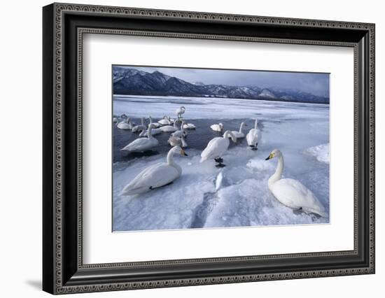 Whooper Swans on Frozen Lake-DLILLC-Framed Photographic Print