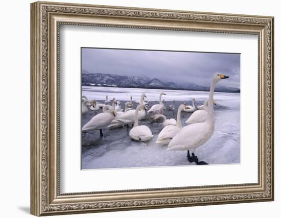 Whooper Swans on Frozen Lake-DLILLC-Framed Photographic Print