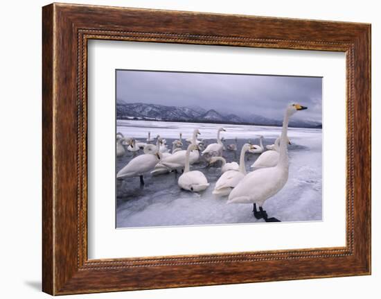 Whooper Swans on Frozen Lake-DLILLC-Framed Photographic Print