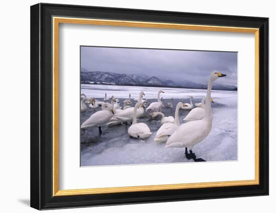 Whooper Swans on Frozen Lake-DLILLC-Framed Photographic Print