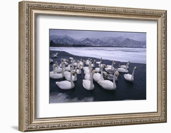 Whooper Swans on Frozen Lake-DLILLC-Framed Photographic Print