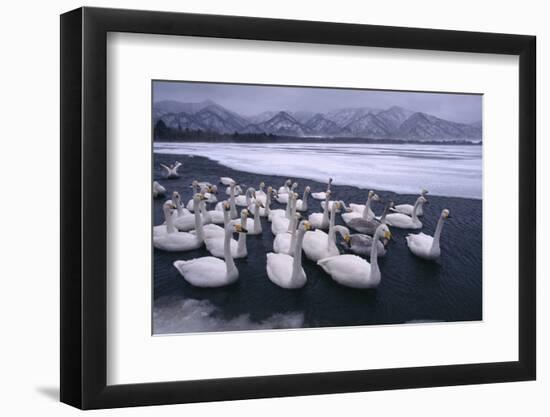 Whooper Swans on Frozen Lake-DLILLC-Framed Photographic Print