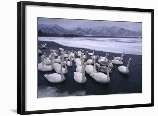 Whooper Swans on Frozen Lake-DLILLC-Framed Photographic Print