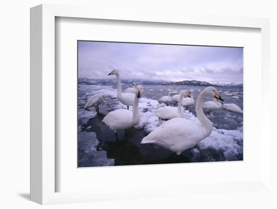 Whooper Swans on Icy Lake-DLILLC-Framed Photographic Print