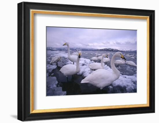 Whooper Swans on Icy Lake-DLILLC-Framed Photographic Print