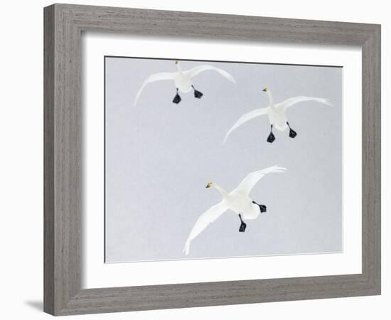 Whooper swans three coming into land, Hokkaido, Japan-Markus Varesvuo-Framed Photographic Print