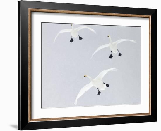 Whooper swans three coming into land, Hokkaido, Japan-Markus Varesvuo-Framed Photographic Print