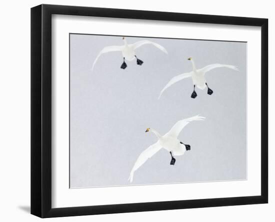 Whooper swans three coming into land, Hokkaido, Japan-Markus Varesvuo-Framed Photographic Print