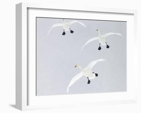 Whooper swans three coming into land, Hokkaido, Japan-Markus Varesvuo-Framed Photographic Print