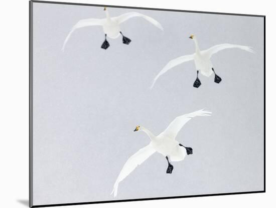 Whooper swans three coming into land, Hokkaido, Japan-Markus Varesvuo-Mounted Photographic Print