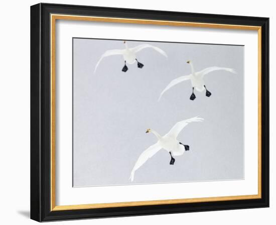 Whooper swans three coming into land, Hokkaido, Japan-Markus Varesvuo-Framed Photographic Print