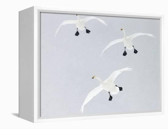 Whooper swans three coming into land, Hokkaido, Japan-Markus Varesvuo-Framed Premier Image Canvas