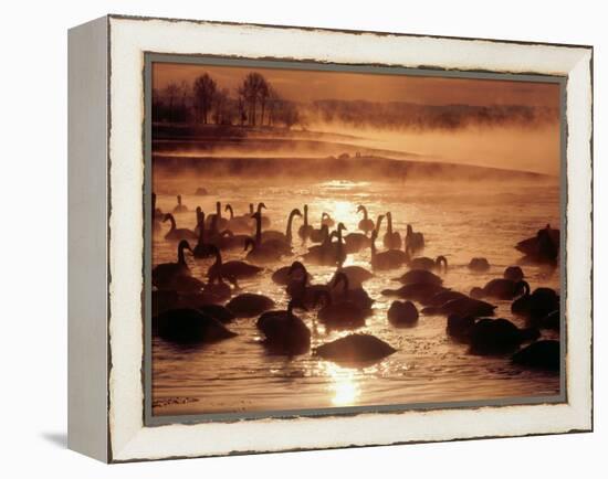 Whooper Swans, Tokachi River, Hokkaido, Japan-null-Framed Premier Image Canvas